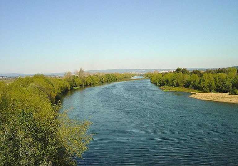 Jornal Campeão: Pescadores do Mondego exigem erradicação dos jacintos de água
