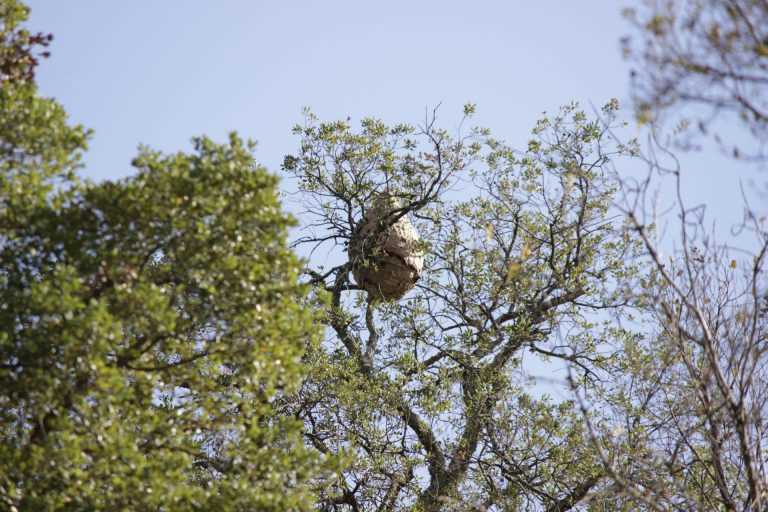 Jornal Campeão: Foram destruídos 219 ninhos de vespa asiática na Figueira da Foz em 2020