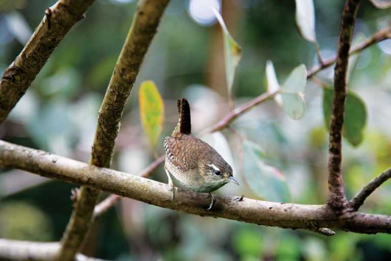 Jornal Campeão: Navigator instala caixas-ninho para aves florestais nidificarem