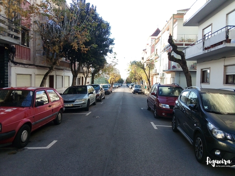 Jornal Campeão: Figueira da Foz inicia requalificação do estrato arbóreo esta quarta-feira