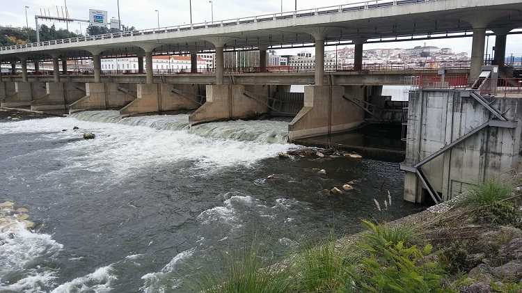 Jornal Campeão: Seca motiva escassez de lampreia no Mondego e futuro “não é promissor”
