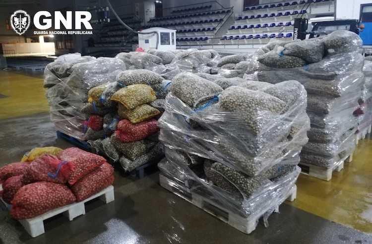 Jornal Campeão: GNR apreende mais de oito toneladas de berbigão em Aveiro