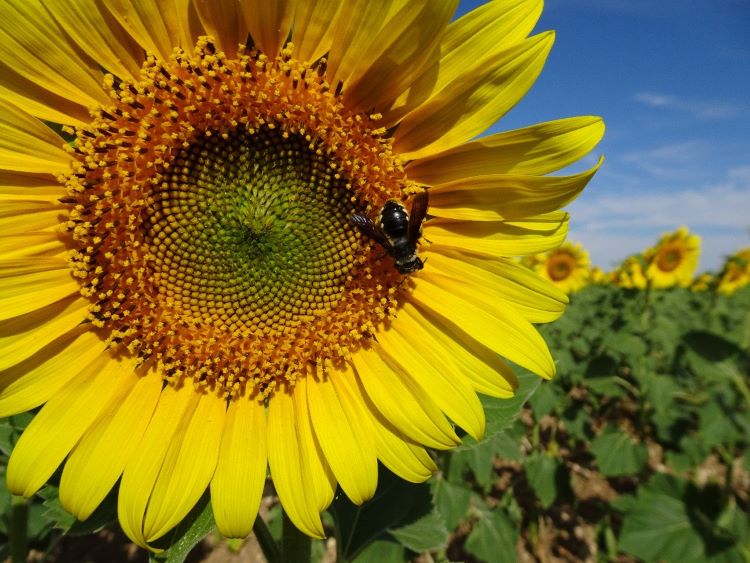 Jornal Campeão: Cientistas da UC participam em projecto sobre polinização de culturas agrícolas