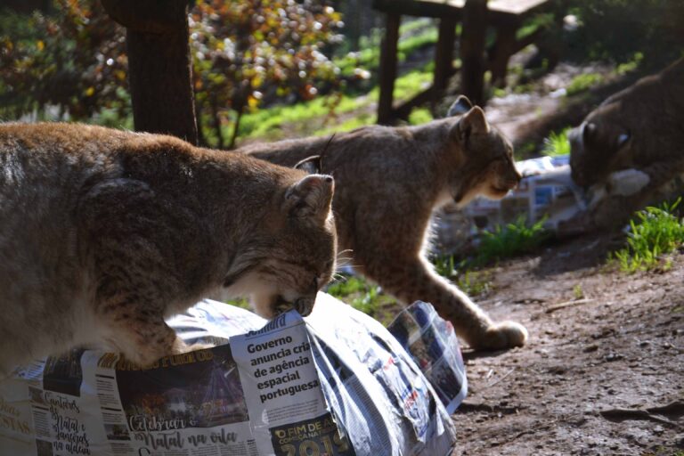 Jornal Campeão: Parque Biológico da Serra da Lousã celebra Dia de Reis