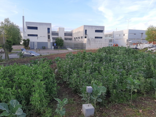 Jornal Campeão: ISEC recebe 70 crianças na Horta do Campus