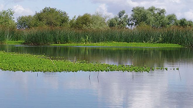 Jornal Campeão: Coimbra vai criar rede de micro-reservas da natureza e biodiversidade