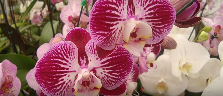 Jornal Campeão: Jardim Botânico acolhe primeira Exposição Internacional de Orquídeas de Coimbra