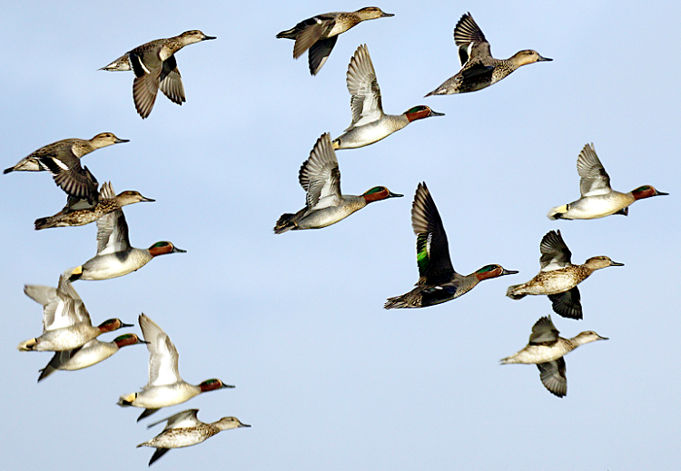 Jornal Campeão: Especialistas em patos selvagens reúnem-se em Coimbra