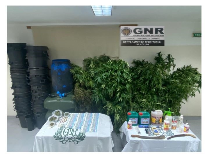 Jornal Campeão: Detido em Tábua a colher plantas de canábis