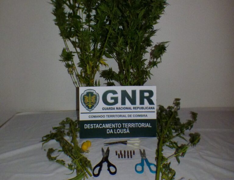 Jornal Campeão: Jovem de 21 anos detido em Tábua por tráfico de estupefacientes