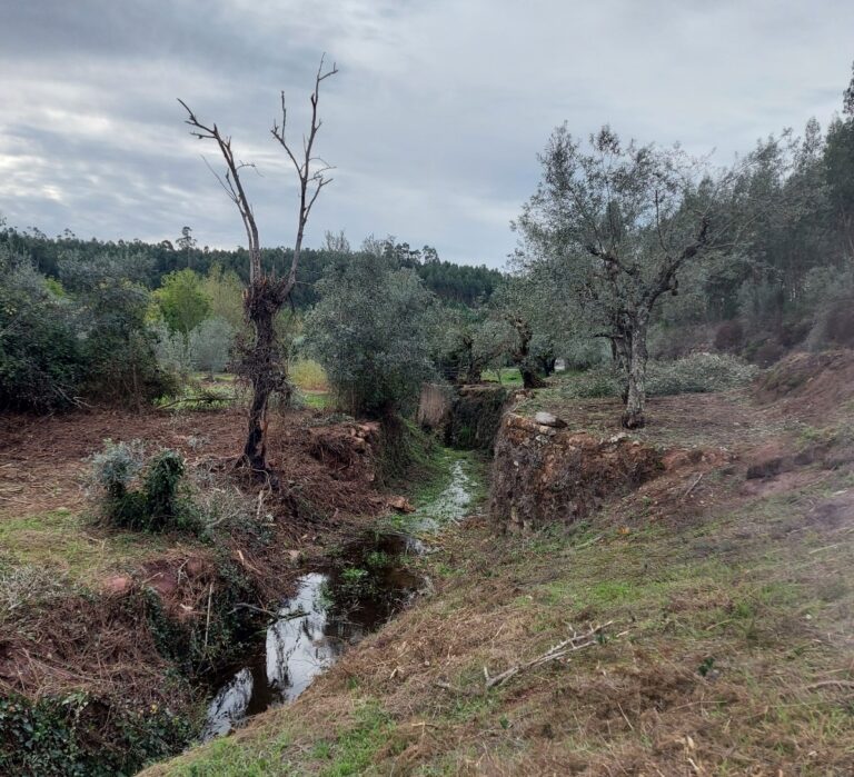 Jornal Campeão: Limpeza de linhas de água e caminhos florestais no concelho da Mealhada já em curso