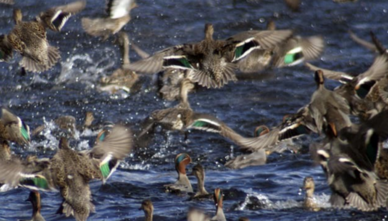 Jornal Campeão: ESAC-IPC inicia Curso de Gestão de Aves Aquáticas Cinegéticas