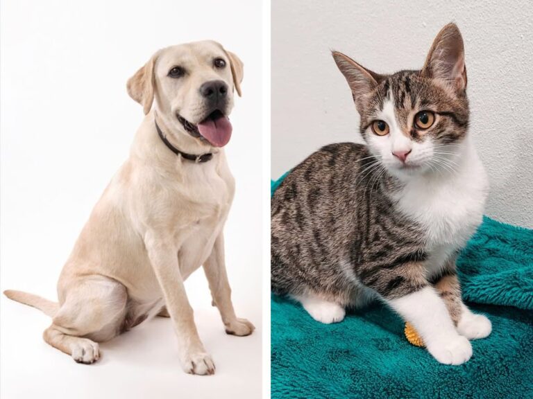 Jornal Campeão: Município de Anadia realiza campanha de esterilização de animais de companhia