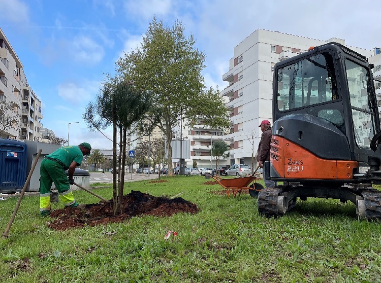 Jornal Campeão: Metro Mondego está a plantar 80 árvores em Coimbra