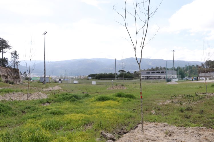 Jornal Campeão: Lousã investe no plantio de árvores para mitigar efeito das alterações climáticas