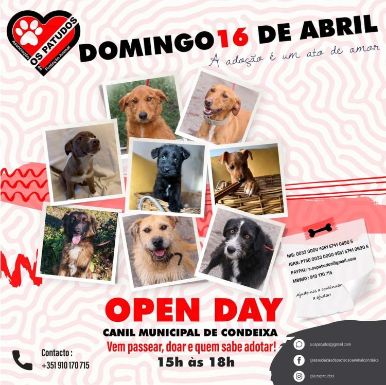 Jornal Campeão: Canil Municipal de Condeixa promove Open Day