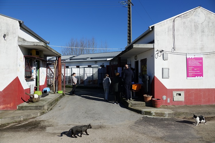 Jornal Campeão: Coimbra apoia esterilização de cães e gatos de famílias carenciadas