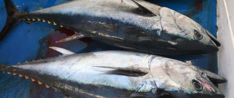 Jornal Campeão: Pesca de atum-rabilho proibida a partir de amanhã