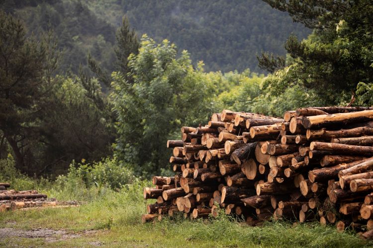 Jornal Campeão: Empresa alega legalidade nos cortes de árvores na Serra da Lousã