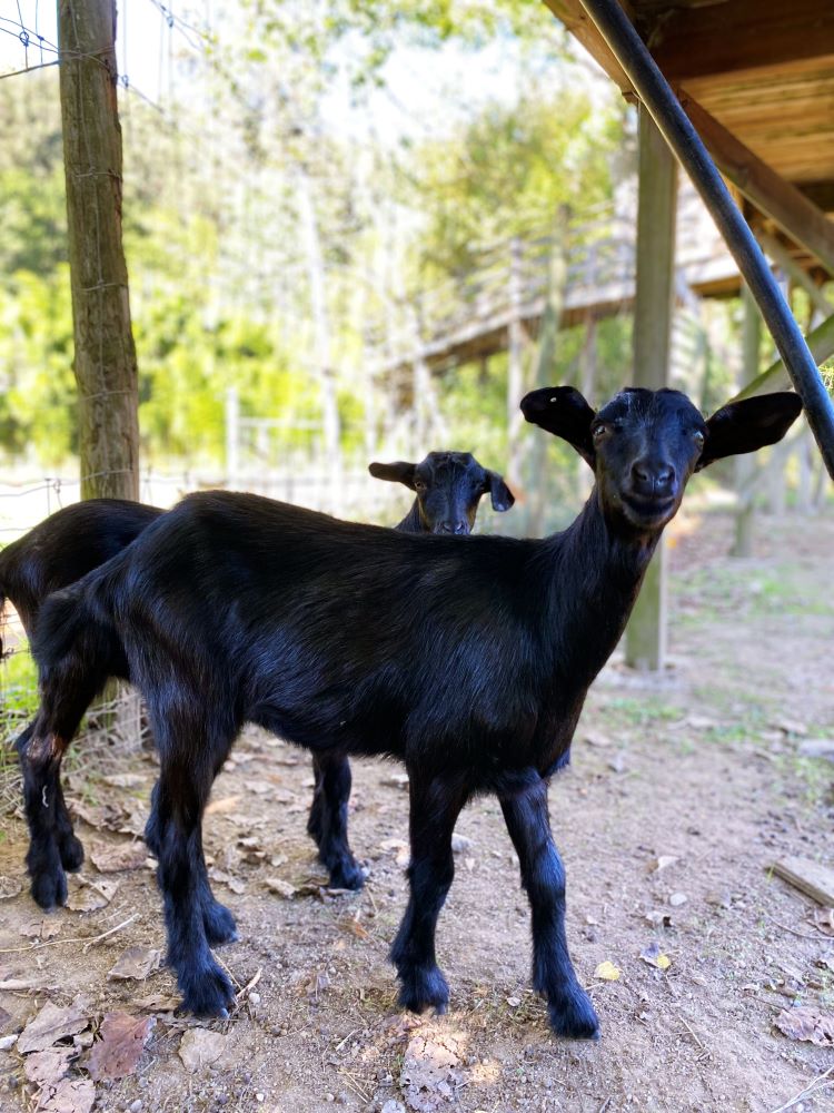 Jornal Campeão: Caprinos de raça Preta de Montesinho chegam ao Parque Biológico da Serra da Lousã
