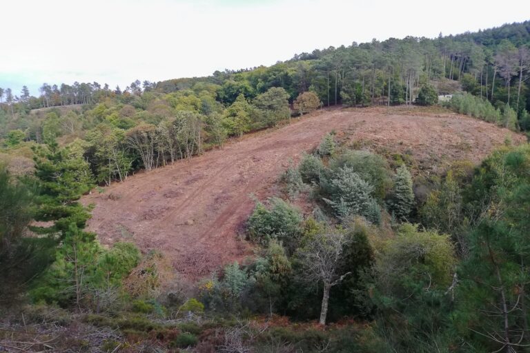 Jornal Campeão: Câmara avançou com acção contra corte abusivo de madeira na Serra da Lousã