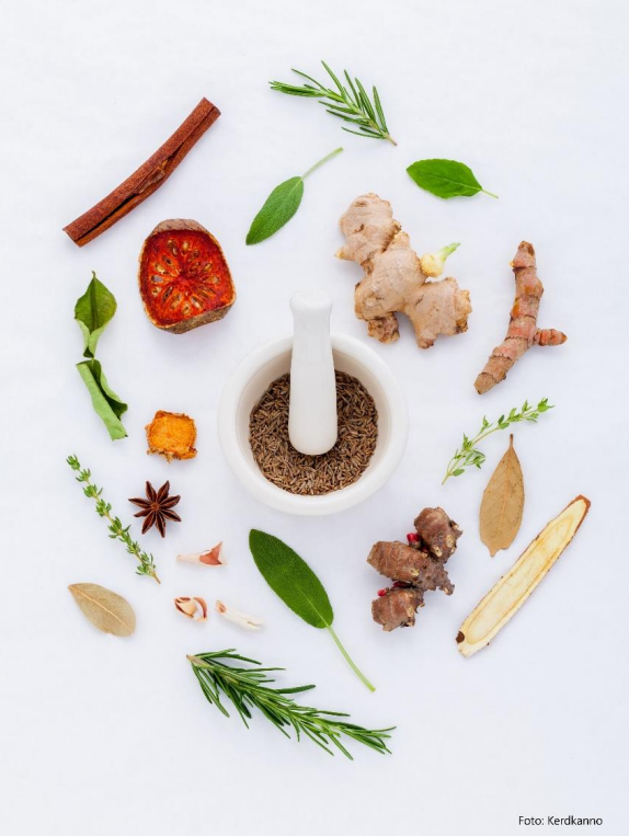 Jornal Campeão: Associação Cristã da Mocidade de Coimbra desvenda os segredos das plantas medicinais