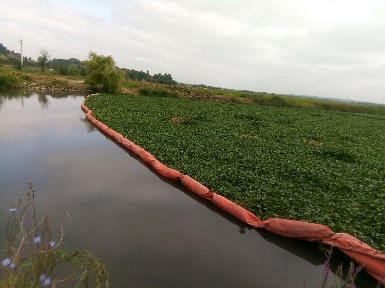 Jornal Campeão: Projecto valoriza o jacinto-de-água na bacia do Mondego