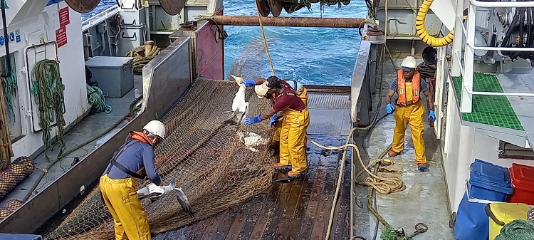 Jornal Campeão: Coimbra e Porto em projecto europeu para reduzir captura acidental de fauna marinha