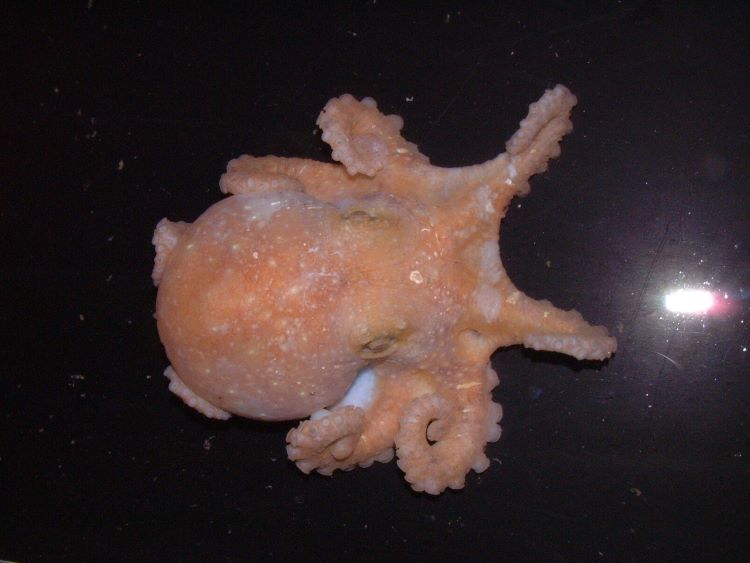 Jornal Campeão: UC: Camada de gelo da Antártida Ocidental pode ter colapsado há 120 mil anos devido ao polvo