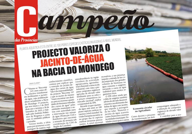 Jornal Campeão: Projecto valoriza o jacinto-de-água na bacia do Mondego