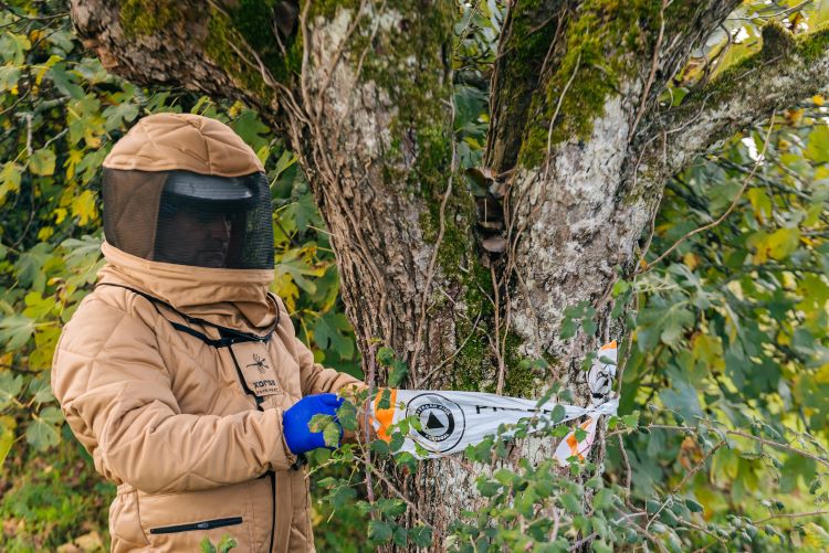 Jornal Campeão: Penacova desactivou 178 ninhos de “vespa asiática” em 2023