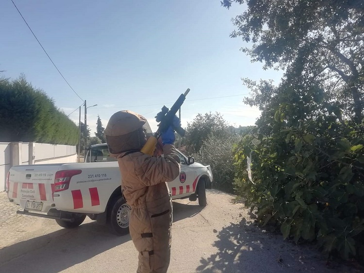 Jornal Campeão: Cantanhede eliminou 607 ninhos de vespa asiática em 2023