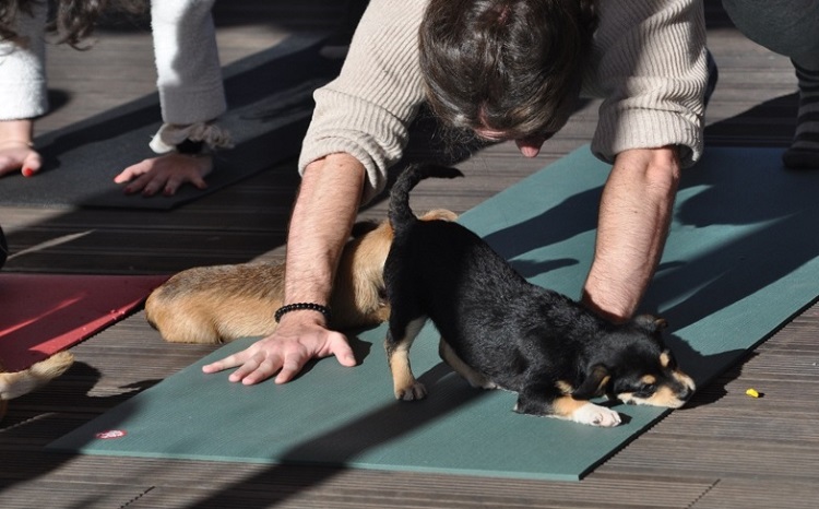 Jornal Campeão: Os benefícios de fazer ioga com cachorros