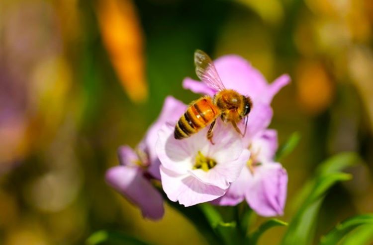 Jornal Campeão: Alerta para falta de monitorização da diversidade genética