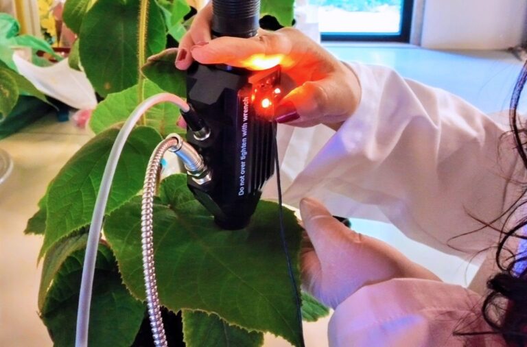 Jornal Campeão: Ajudar o kiwi a combater o cancro bacteriano