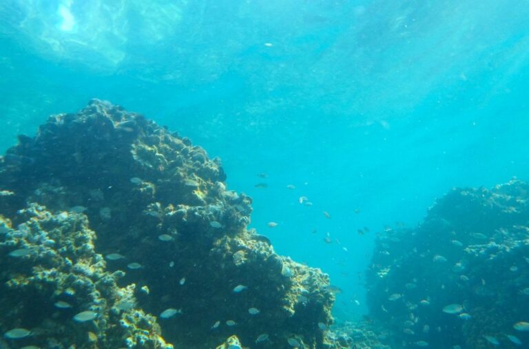 Jornal Campeão: Projecto alerta para o impacto da mineração do mar profundo