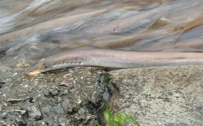 Jornal Campeão: Realizada primeira acção de translocação de lampreias para santuários no Mondego