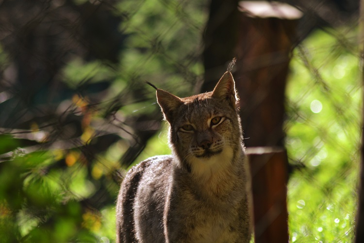 Jornal Campeão: Parque Biológico em Miranda do Corvo assinala Dia da Conservação da Natureza