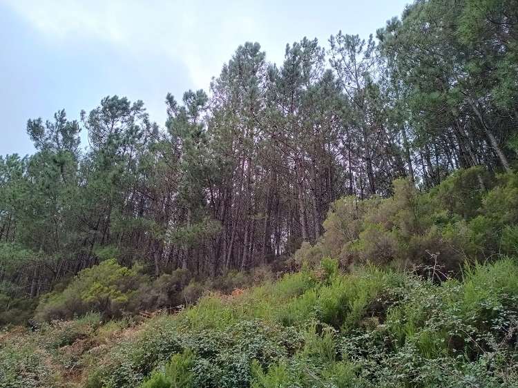 Jornal Campeão: Estudo feito na Serra da Lousã mostra que é essencial actuar cedo sobre as acácias