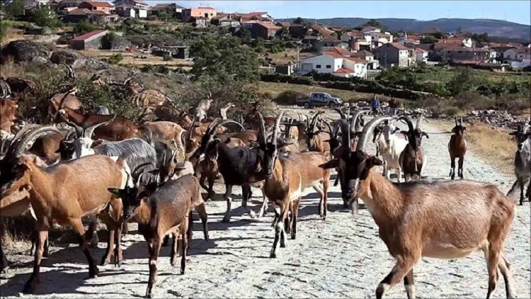 Jornal Campeão: Ministro da Agricultura na Serra do Açor defende aposta na pastorícia