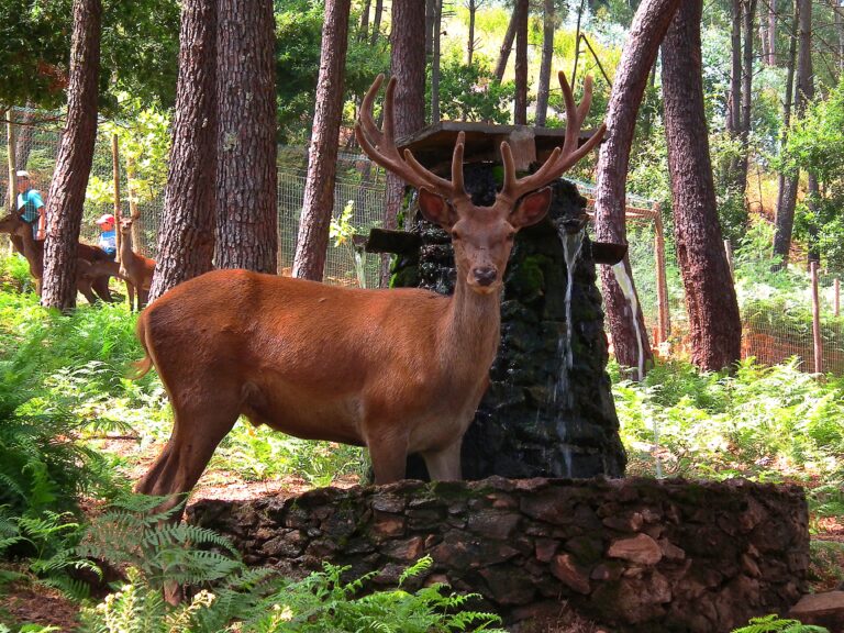 Jornal Campeão: Parque Biológico da Serra da Lousã renova-se com investimento de 575 mil euros