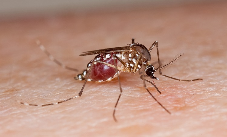 Jornal Campeão: Mosquito transmissor do dengue, zika e chikungunya detectado em Condeixa-a-Nova