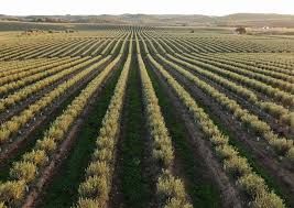 Jornal Campeão: Quando a terra fica pobre: alimentação e ambiente