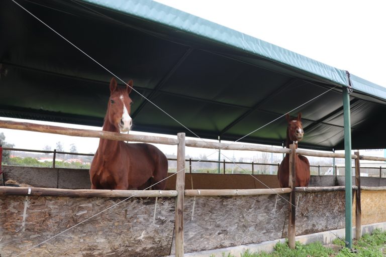 Jornal Campeão: Agrária de Coimbra acolhe temporariamente cavalos do Centro Hípico de Coimbra