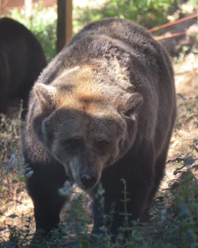 Jornal Campeão: Dia de Reis com celebração especial no Parque Biológico da Serra da Lousã