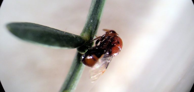 Jornal Campeão: Escola Agrária de Coimbra cria estação para testar insectos no combate a plantas invasoras