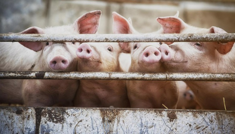 Jornal Campeão: Figueira da Foz adquire terrenos de exploração agropecuária contestada pela população