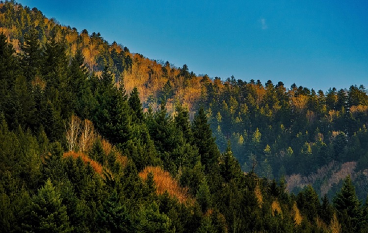 Jornal Campeão: Projecto “Vigilante da Natureza Pioneiro” é apresentado no Choupal em Coimbra