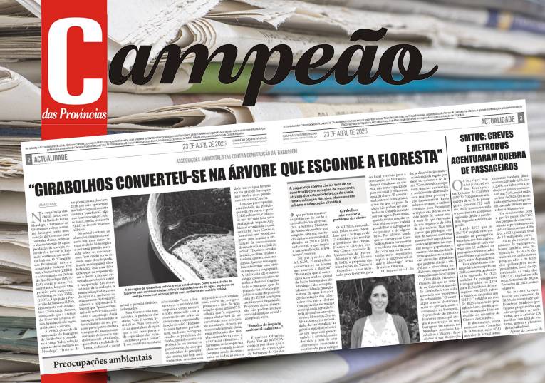 Jornal Campeão: Girabolhos converteu-se na árvore que esconde a floresta